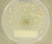 OATC · 35d · 18C