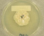 PDAC · 35d · 18C