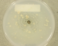OATC · 35d · 18C