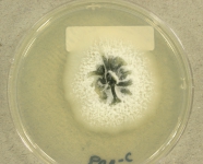PDAC · 35d · 18C