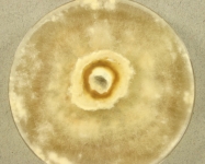 PDAC · 23d · 22C