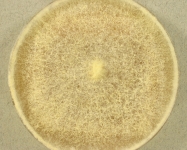PDAC · 23d · 22C