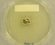 PDAC · 25d · 30C
