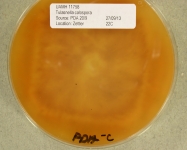 PDAC · 21d · 22C