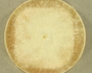 PDAC · 21d · 22C