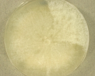 PDAC · 21d · 22C