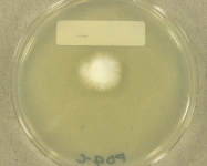 PDAC · 21d · 22C