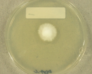 PDAC · 21d · 22C