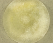 PDAC · 21d · 22C