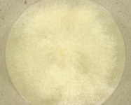 PDAC · 25d · 22C