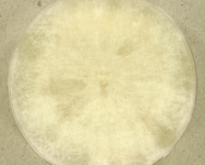 PDAC · 25d · 22C