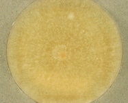 PDAC · 21d · 22C