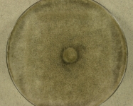 PDAC · 21d · 22C