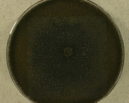 PDAC · 21d · 22C