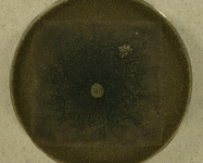 PDAC · 21d · 22C