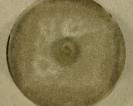 PDAC · 21d · 22C