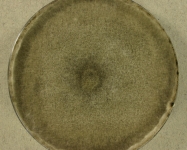 PDAC · 21d · 22C