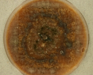 CERC · 31d · 30C