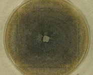 PDAC · 14d · 30C