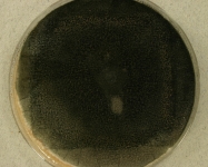 CERC · 34d · 18C
