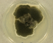 PDAC · 34d · 18C