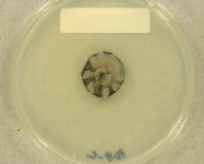 PDAC · 34d · 18C