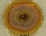 PDAC · 15d · 30C