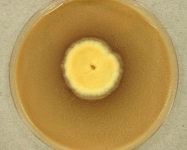 CERC · 35d · 30C