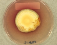 PDAC · 35d · 30C