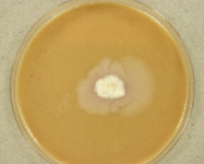 CERC · 35d · 30C