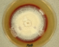 PDA · 90d · 30C