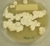 PDAC · 21d · 30C