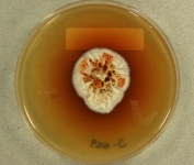 PDAC · 21d · 30C