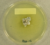 PDAC · 21d · 25C