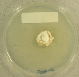 PDAC · 21d · 30C