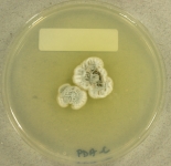 PDAC · 21d · 25C