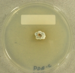PDAC · 21d · 25C