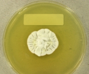 PDAC · 21d · 30C