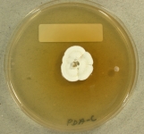 PDAC · 21d · 25C