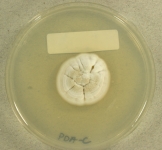 PDAC · 21d · 30C
