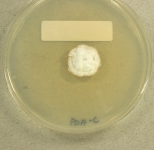 PDAC · 21d · 25C