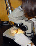 Examining specimens at the dissecting microscope