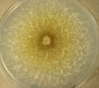 Xylogone ganodermophthora UAMH 10320