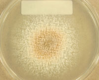 Myceliophthora thermophila UAMH 11479