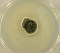 Meliniomyces vraolstadiae UAMH 11204