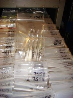Stored lyophilized culture tubes