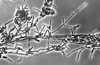 Baeospora sp. UAMH 11492