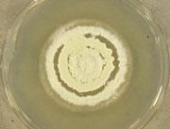 UAMH 10768 Ophidiomyces ophiodiicola