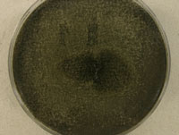 Grosmannia clavigera in culture