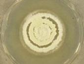 UAMH 10768 Ophidiomyces ophiodiicola